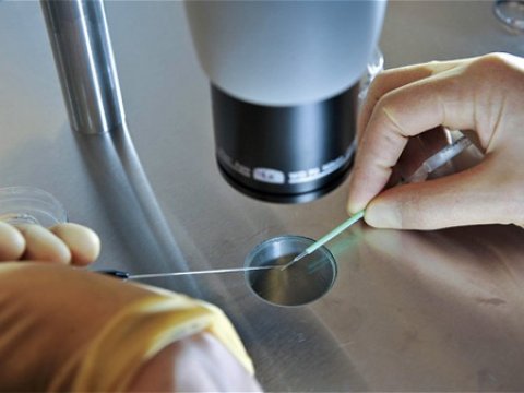 Американцы предлагают проводить «генетическую чистку» эмбрионов