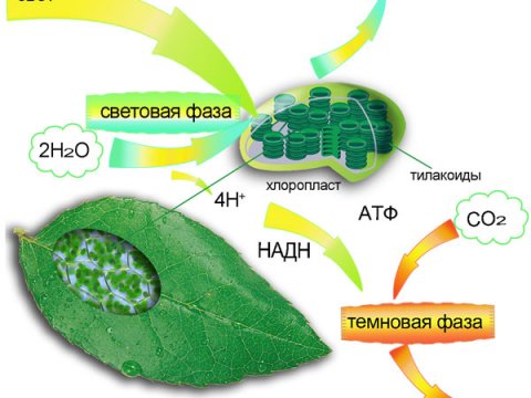 Найден новый подход к оценке активности фотосинтеза