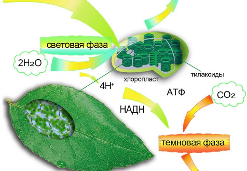Найден новый подход к оценке активности фотосинтеза
