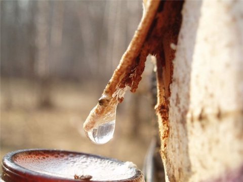 Механизм заживления ран березовым соком больше не секрет