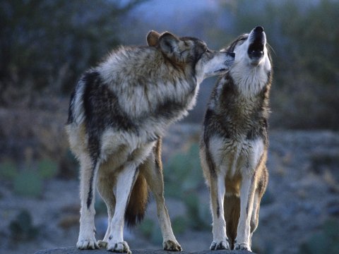 Волки и собаки – кто же демократичнее