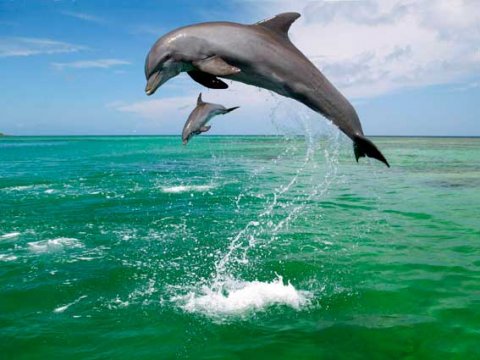 Дельфины научились использовать «инструменты» для поиска пищи
