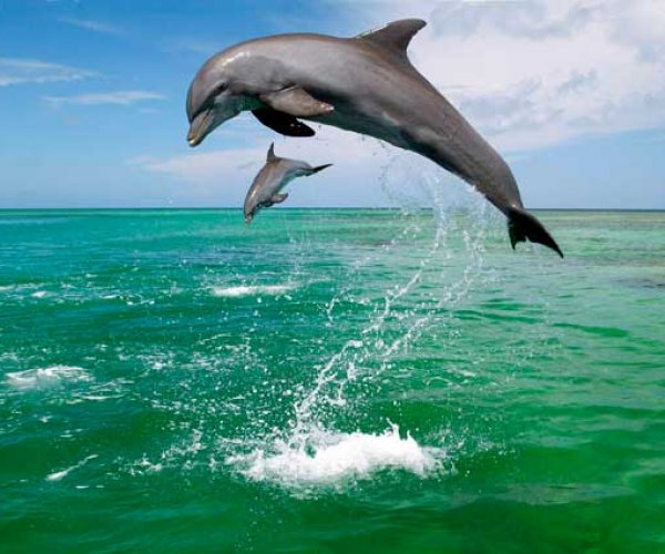 Дельфины научились использовать «инструменты» для поиска пищи