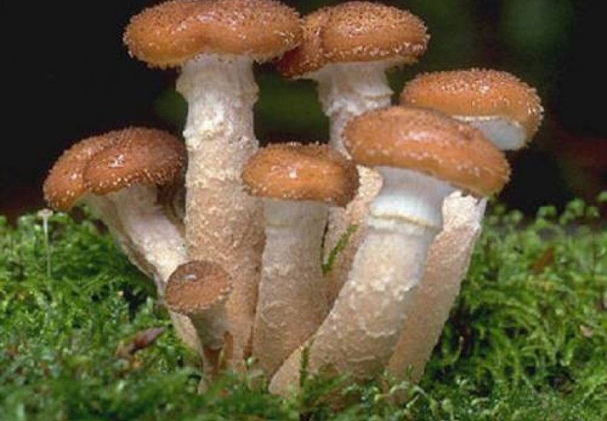 Скорость мутирования клеток грибов может регулироваться самими грибами