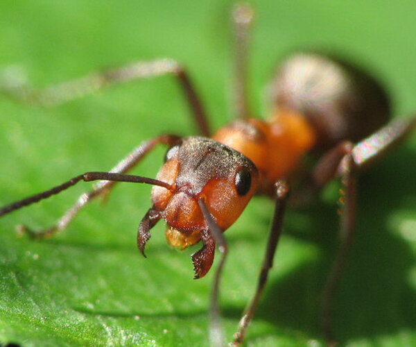 В жизни муравьев обнаружены интересные факты