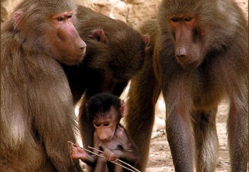 Выбор самцов бабуинов оказался куда более сложным чем считалось ранее