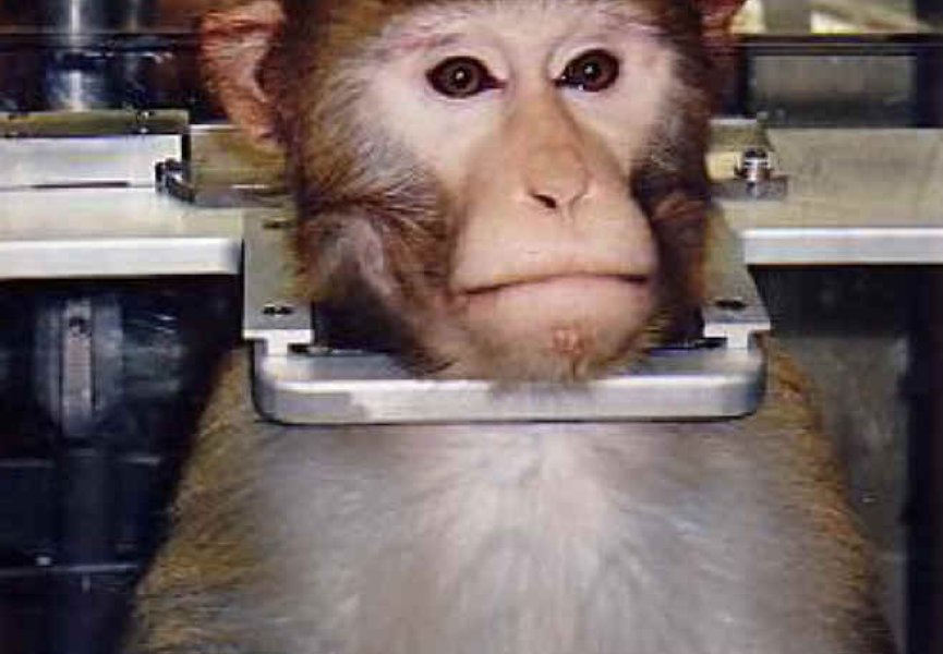 Китайские хирурги планируют пересадить голову обезьяне