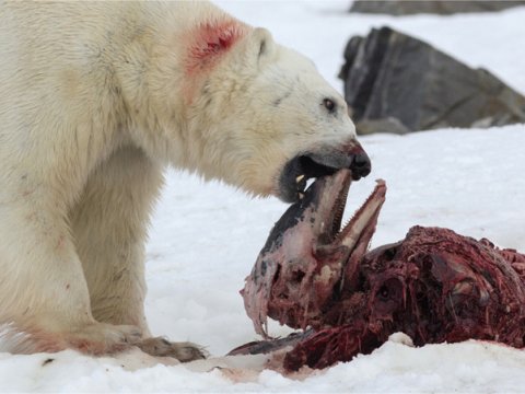 Белые медведи научились прятать недоеденное мясо в «холодильник»