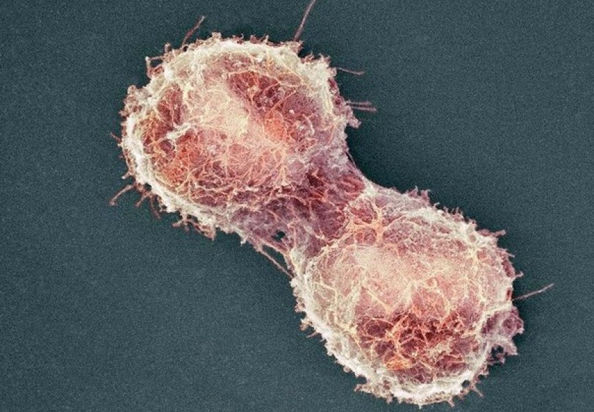 Ученые зафиксировали переход одноклеточных форм жизни к многоклеточным