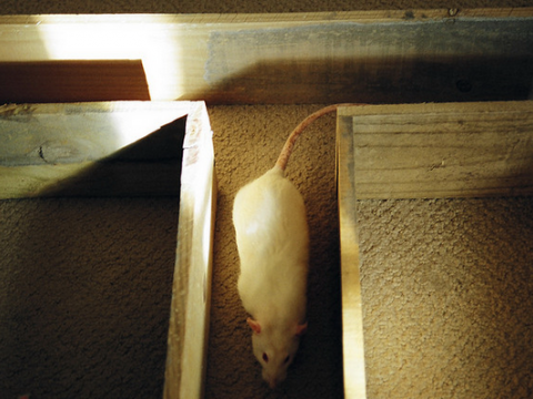 Крысы могут фантазировать во сне