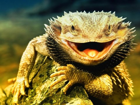 Некоторые рептилии научились менять пол из-за высокой жары