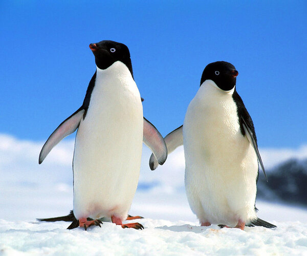 Не смотря на моногамность пингвины предпочитают жить раздельно