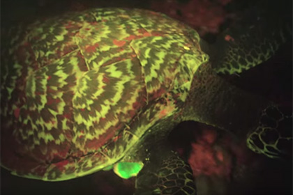 Найдена единственная в мире светящаяся черепаха