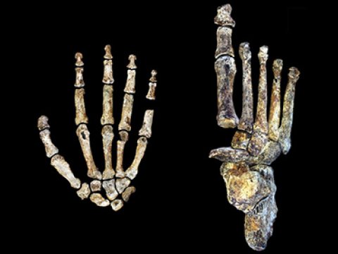Древние предки человека имели уникальные способности