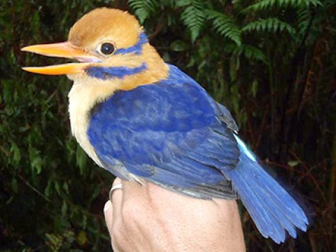 Американский орнитолог убил редчайшую птицу, чтобы пополнить коллекцию музея