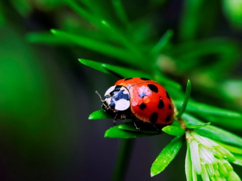 Ученые пополнят систематический ряд новыми видами насекомых