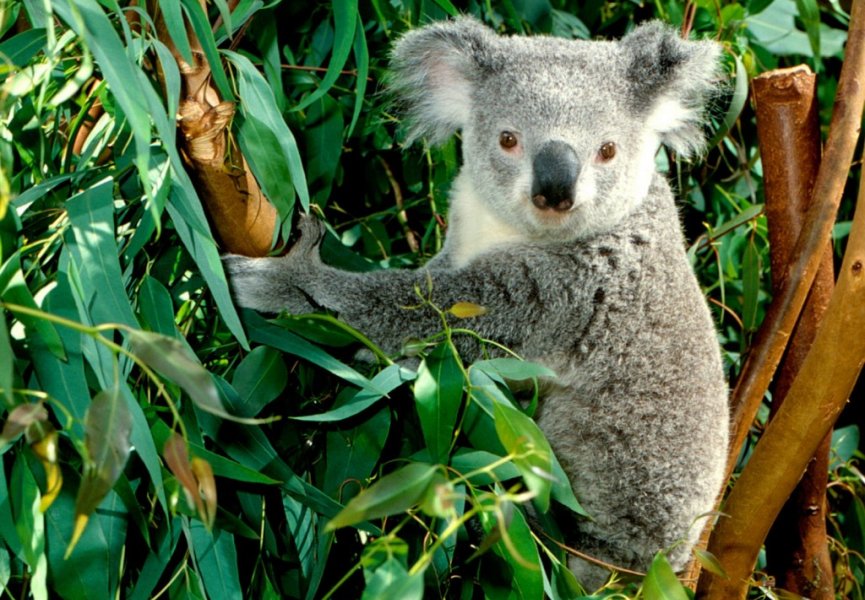 Австралийские коалы на грани вымирания