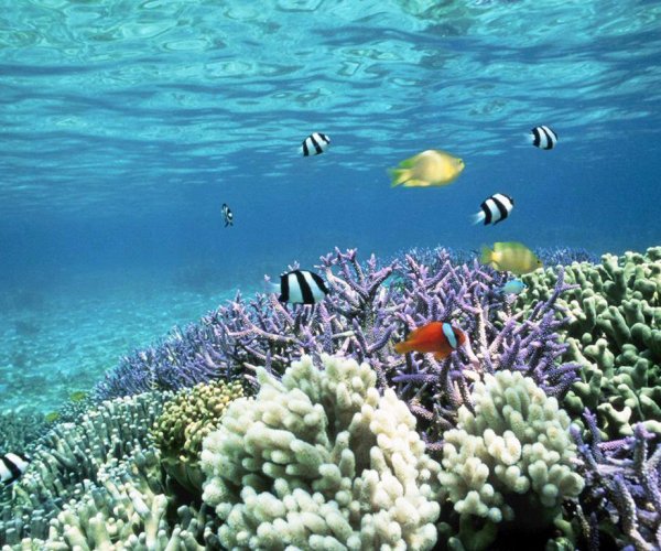 Почти 19 процентов коралловых рифов находятся на грани исчезновения