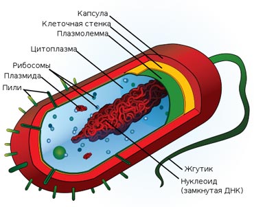 Первичный толчок эволюции дали простейшие организмы - прокариоты