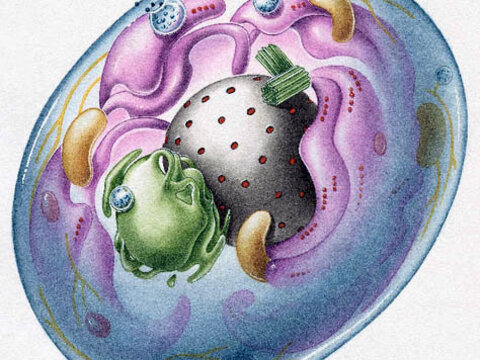 Структурные компоненты прокариотических и эукариотических клеток