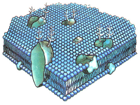Биологические мембраны, их свойства и функции