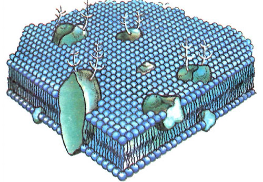 Биологические мембраны, их свойства и функции