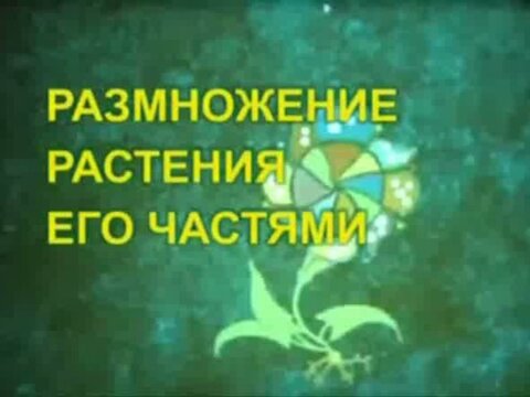 Размножение растения его частями