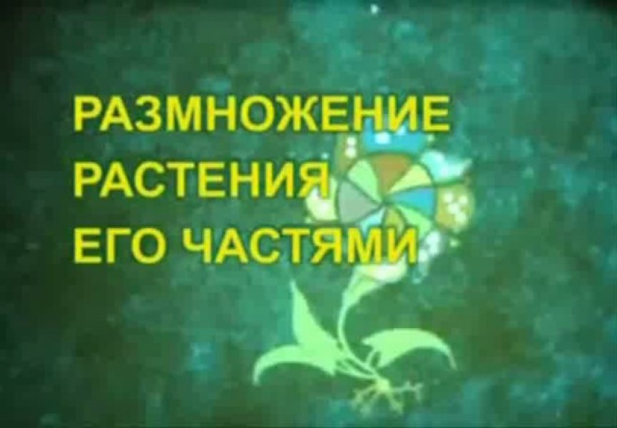 Размножение растения его частями