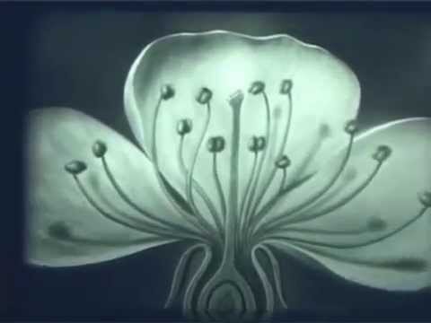 Двойное оплодотворение цветковых растений, Леннаучфильм, 1969