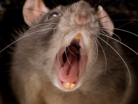 Раскрылись новые факты о гигантских крысах