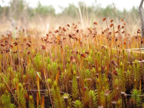 Лекция 10. Моховидные (Bryophyta)