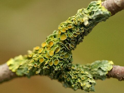 Лекция 15. Грибы (Mycota), лишайники (Lichenes)