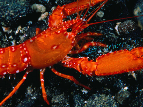 Лекция 7. Тип Членистоногие (Arthropoda), Класс Ракообразные (Crustacea)