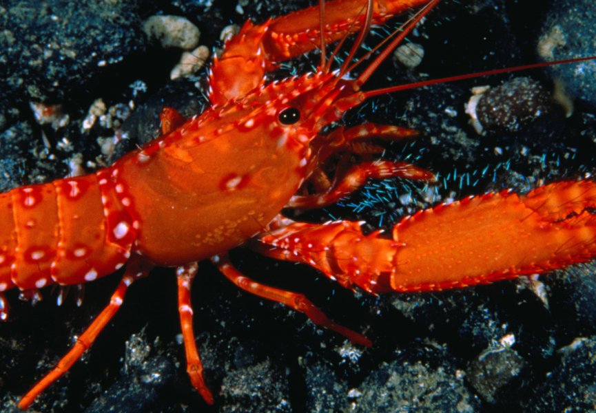 Лекция 7. Тип Членистоногие (Arthropoda), Класс Ракообразные (Crustacea)