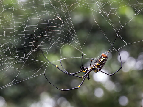 Лекция 8. Подтип Хелицеровые (Chelicerata), Класс Паукообразные (Arachnida)