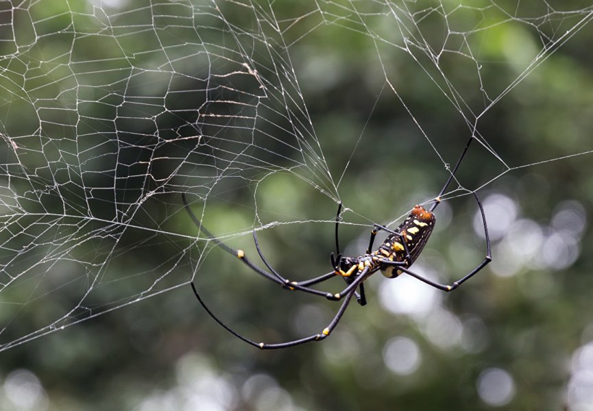 Лекция 8. Подтип Хелицеровые (Chelicerata), Класс Паукообразные (Arachnida)