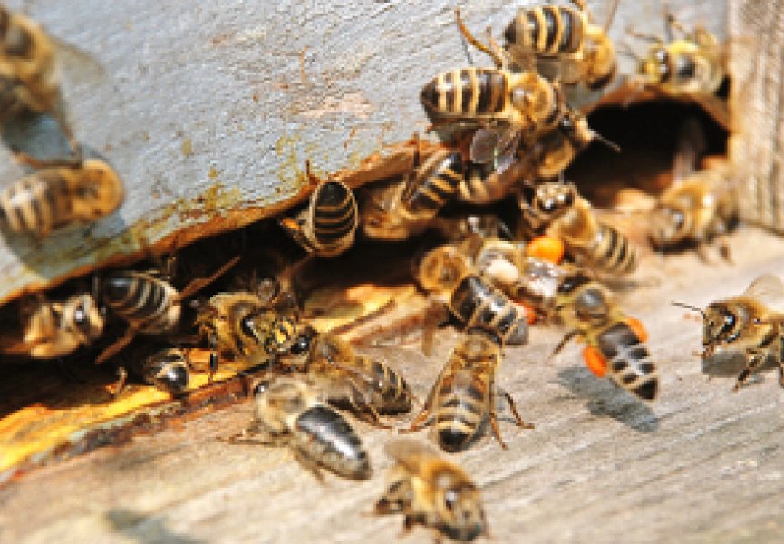 Ученые нашли причину массового вымирания пчел на пасеках США и Европы