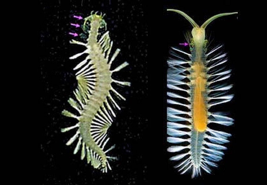 Обнаружено семь новых видов глубоководных червей