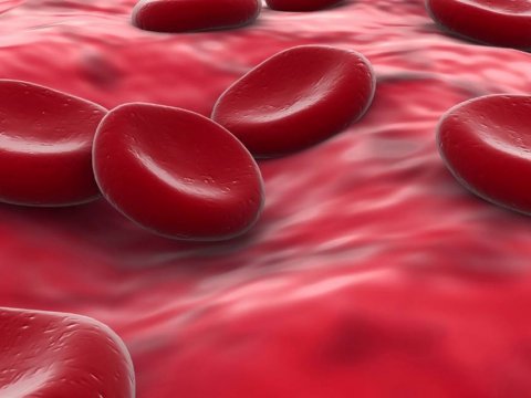Ученые объяснили механизм свертывания крови