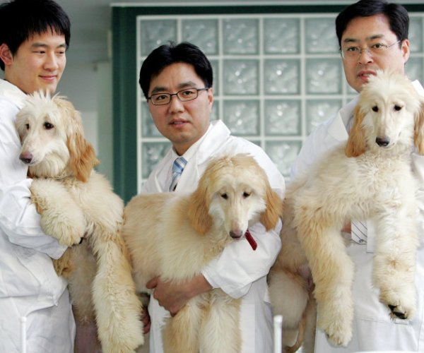В Китае появится фабрика клонирования животных