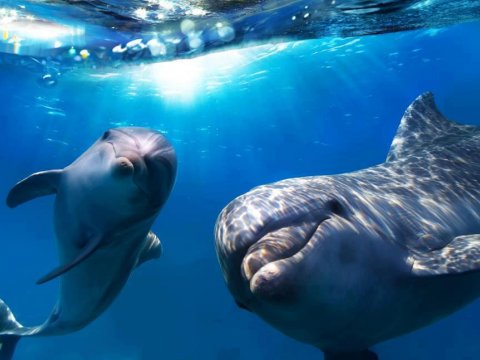 Эхолокационные сигналы дельфинов могут передавать изображение человека