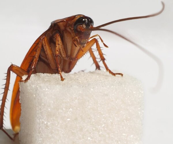 Уже известно почему тараканы сбиваются в группы