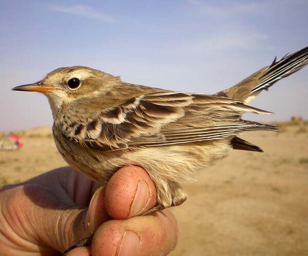 Орнитологи проследили эволюцию современных птиц