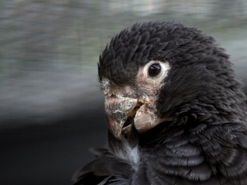 Попугаи используют инструменты для измельчения пищи