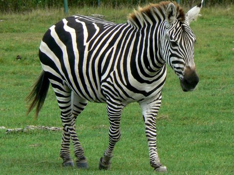 Ученые доказали бесполезность уникальной раскраски тела зебры