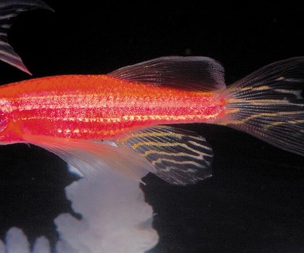 Биологи создали новый вид рыбок