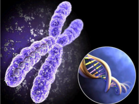 Тайна генов-двойников – раскрыта