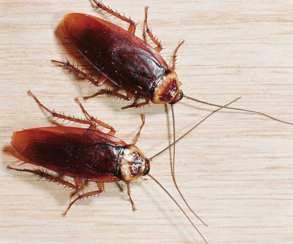 Энтомологи выяснили причину появления поведенческих аномалий у тараканов