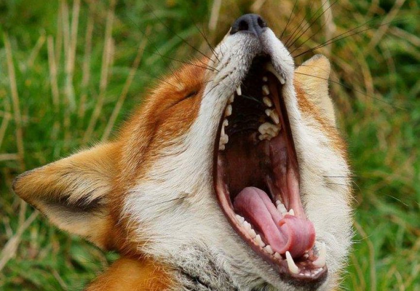 Существует ли связь между зеванием и размером головного мозга