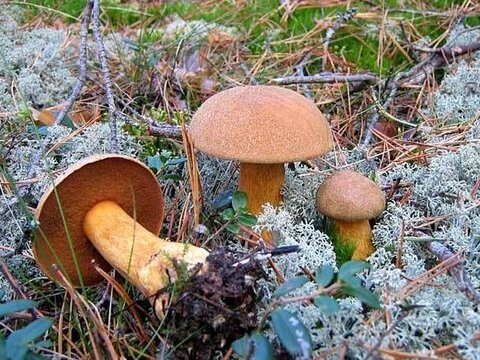 Найдено наиболее древнее плодовое тело гриба
